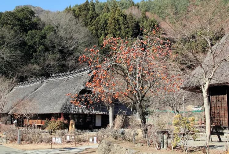 【河口湖一日遊】新倉山淺間公園・河口湖・大石公園｜中文導遊｜品川、新宿出發-5