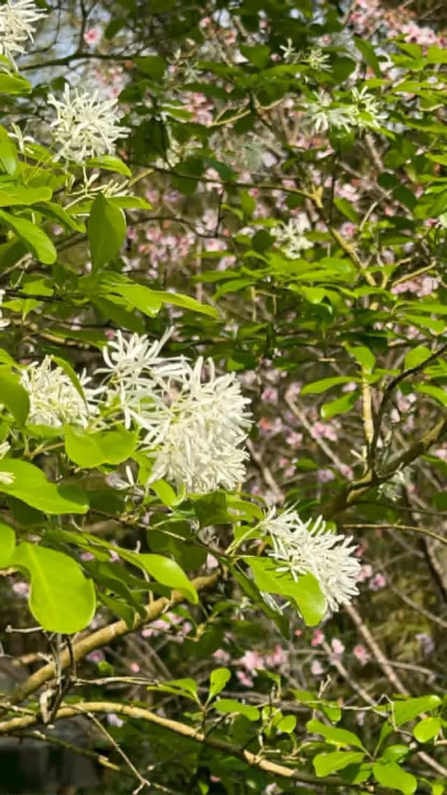 拾階莊園｜豪華露營體驗  近內灣老街-【露營】一階｜特六人露營體驗-4