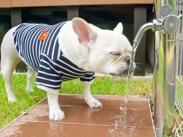 【ペット同泊可】足洗いなどに使える水栓を設置