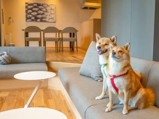 【ペット同泊可】お部屋で一緒に寛げます