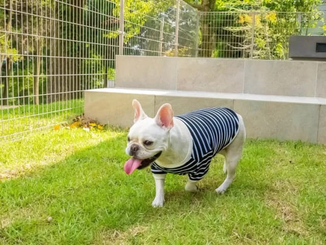 【ペット同泊可】ペット用の柵があるのでご安心ください