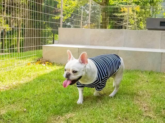 【ペット同泊可】ペット用の柵があるのでご安心ください