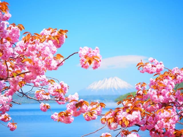 桜