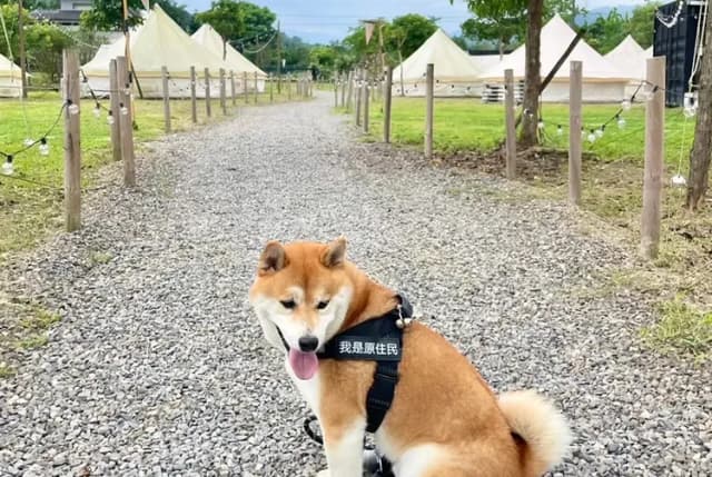 寵物友善免收費