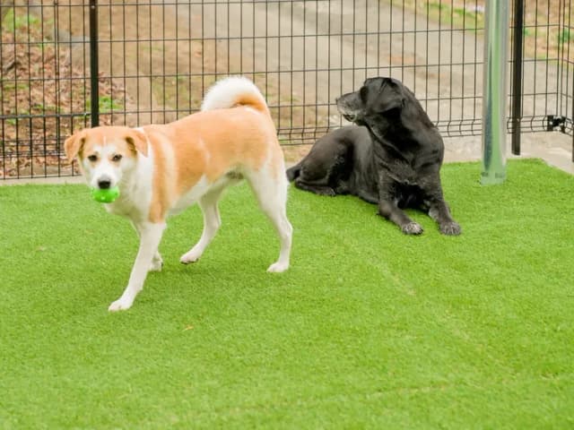 【ペット可・104】お部屋からつながるドッグランでワンちゃんも大喜び