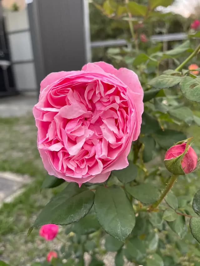 阮兜小丘-立夏301-6