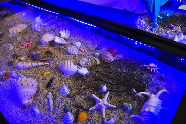 하프데이 버드 부티크 베드 앤 브렉퍼스트 (Half-day bird boutique bed and breakfast)-Beach-2