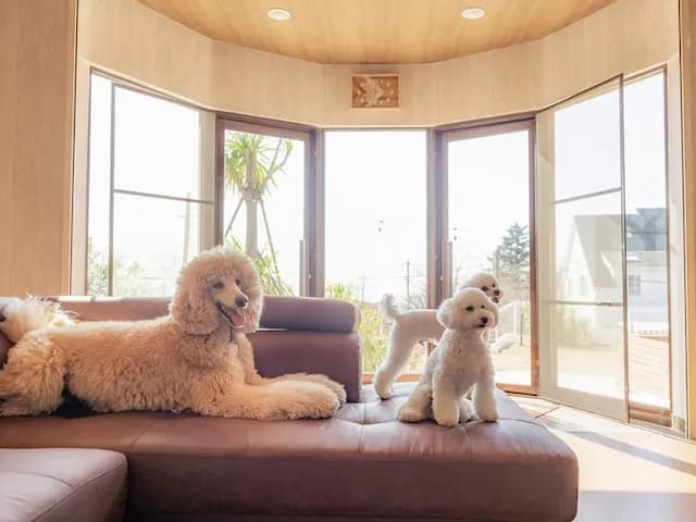 ・【リビング】室内でのペットの移動はフリー！ソファで愛犬と一緒に寛げます