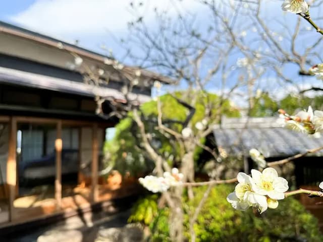 ・【庭園】可愛らしい白梅を見られることも