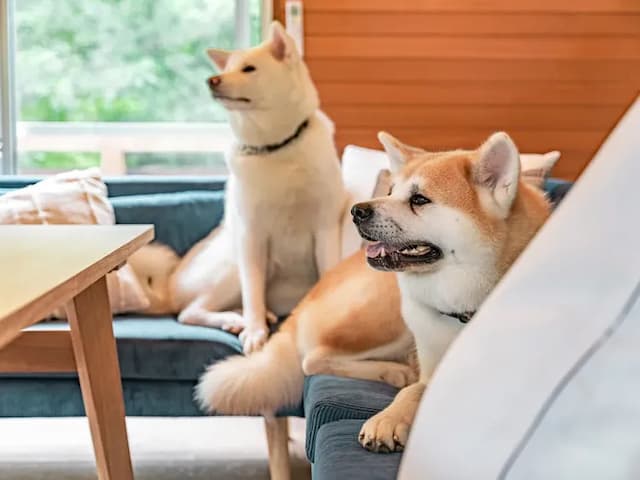 ・【ペット】愛犬と同じ空間でご宿泊いただける一軒家の宿泊施設です