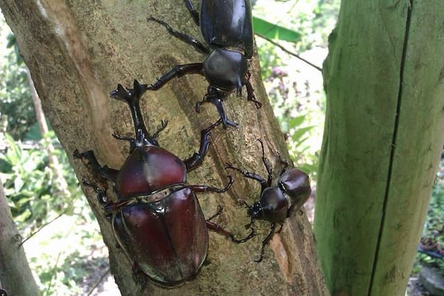 鳳凰宿甲蟲生態民宿-二人蜜月獨棟小木屋-5