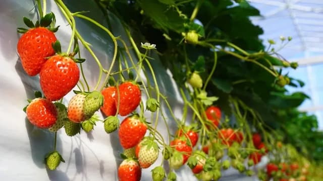 Olivean小豆島 夕陽之丘飯店 | 方便至妖怪美術館1號館-夕陽側 和室【不挑房】-5