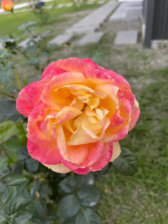 阮兜小丘-芒種201-5