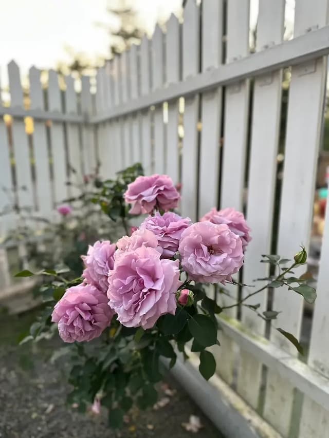 阮兜小丘-芒種201-6