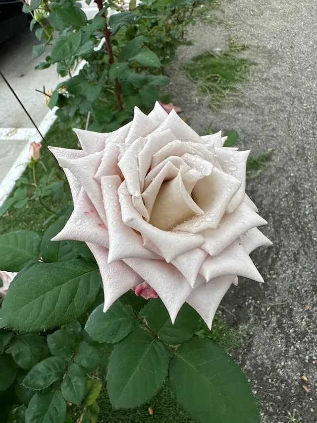 阮兜小丘-白露302-5