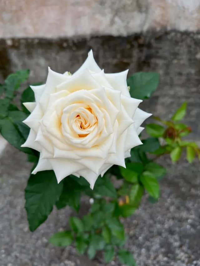 阮兜小丘-秋分203-5