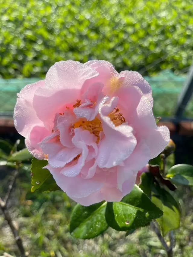 阮兜小丘-寒露205-6