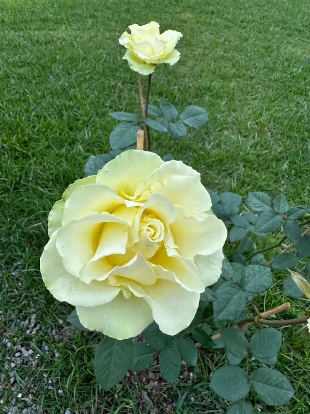 阮兜小丘-穀雨305-5