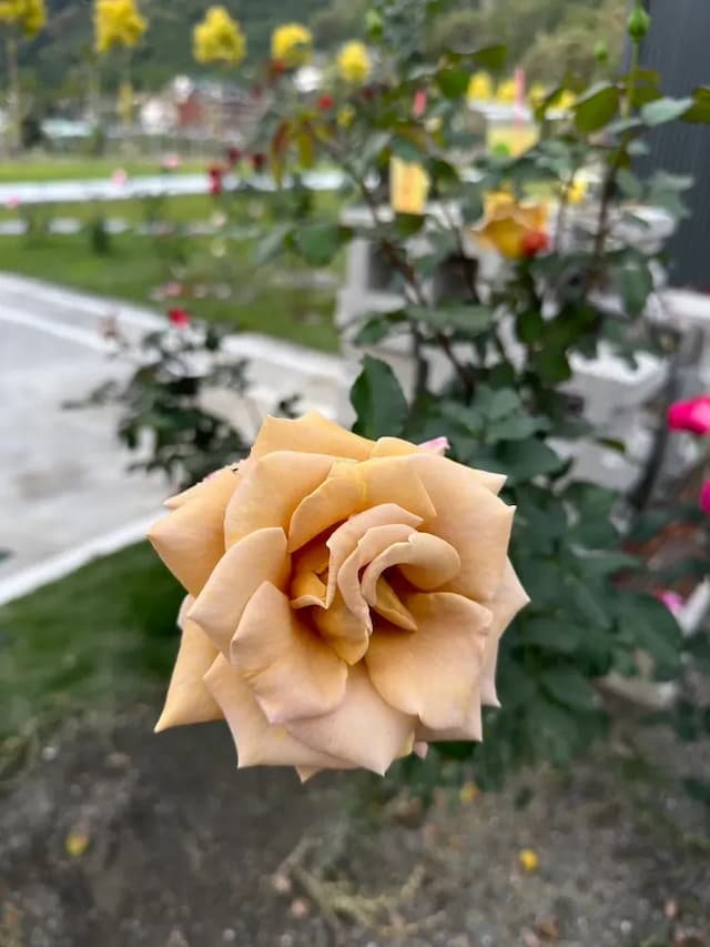 阮兜小丘-穀雨305-6