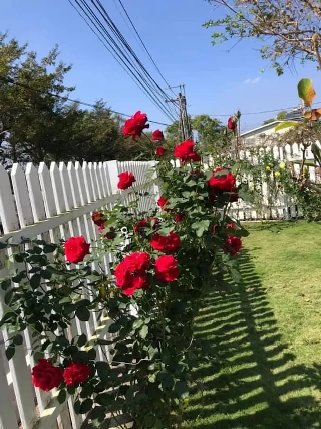 阮兜小丘-懶人露營露營小木屋B-2