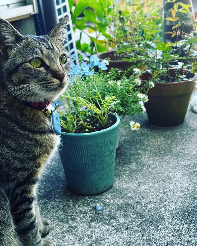 科斯莫-2-203房-10