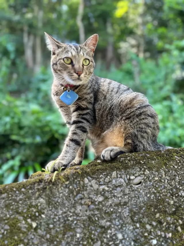 MOMO cat  時々姿を見せます