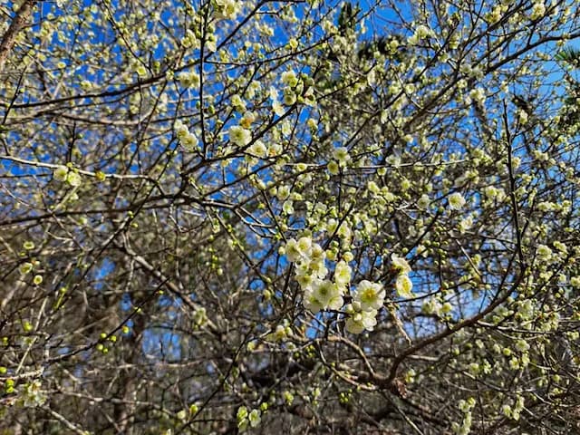 A Dream in Sun Moon Lake-Single-family carp house-5