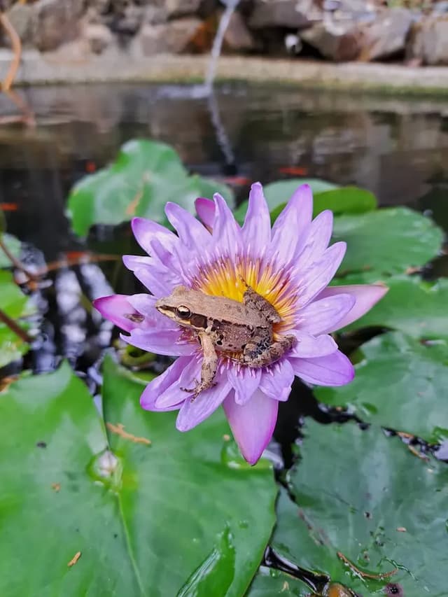 A Dream in Sun Moon Lake-Single-family carp house-4