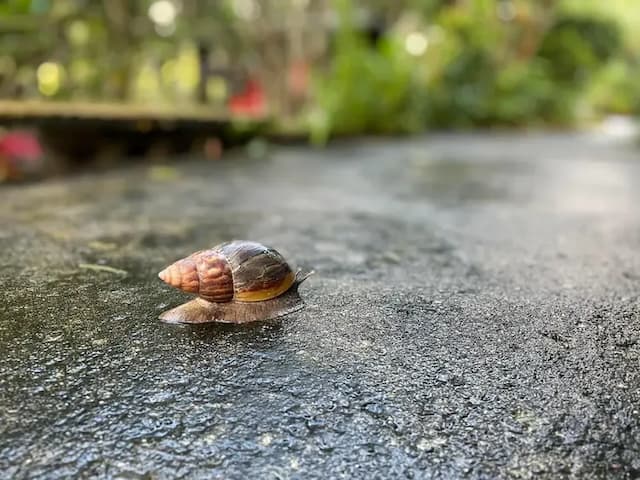 A Dream in Sun Moon Lake-Double room on the second floor-6