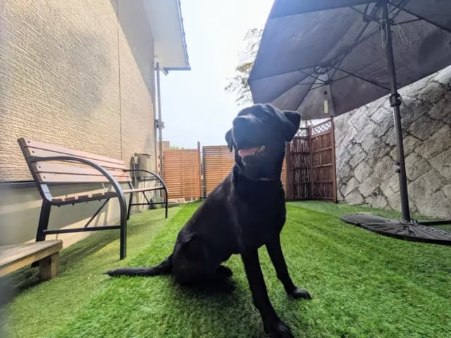 新看板犬❤人大好きモナです。