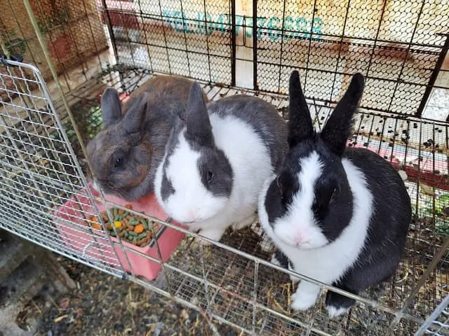 A Dream in Sun Moon Lake-Private room for 30 people | Extra bed for 35 people-5