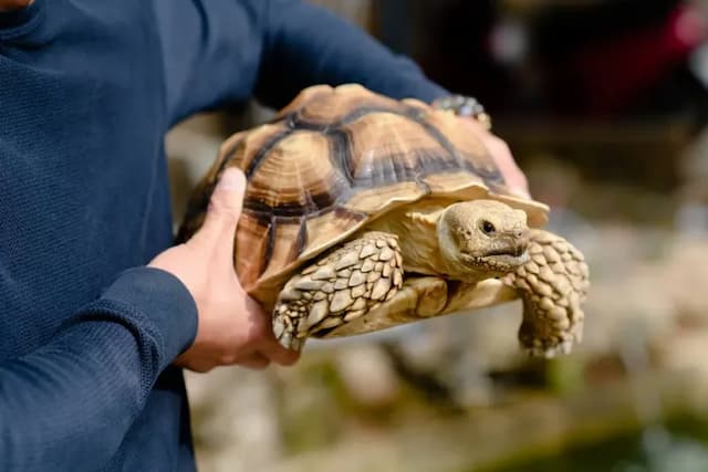 A Dream in Sun Moon Lake-Private room for 30 people | Extra bed for 35 people-4