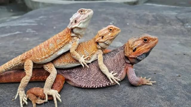 A Dream in Sun Moon Lake-Private room for 30 people | Extra bed for 35 people-8