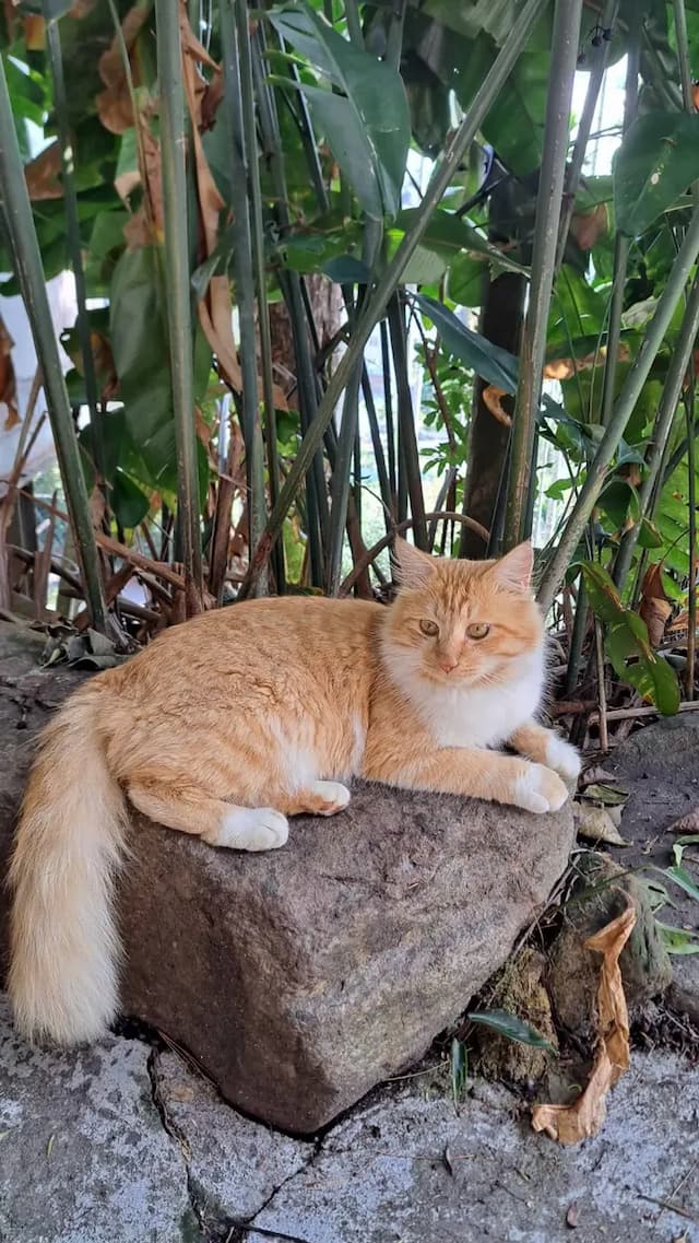 A Dream in Sun Moon Lake-Private room for 30 people | Extra bed for 35 people-6