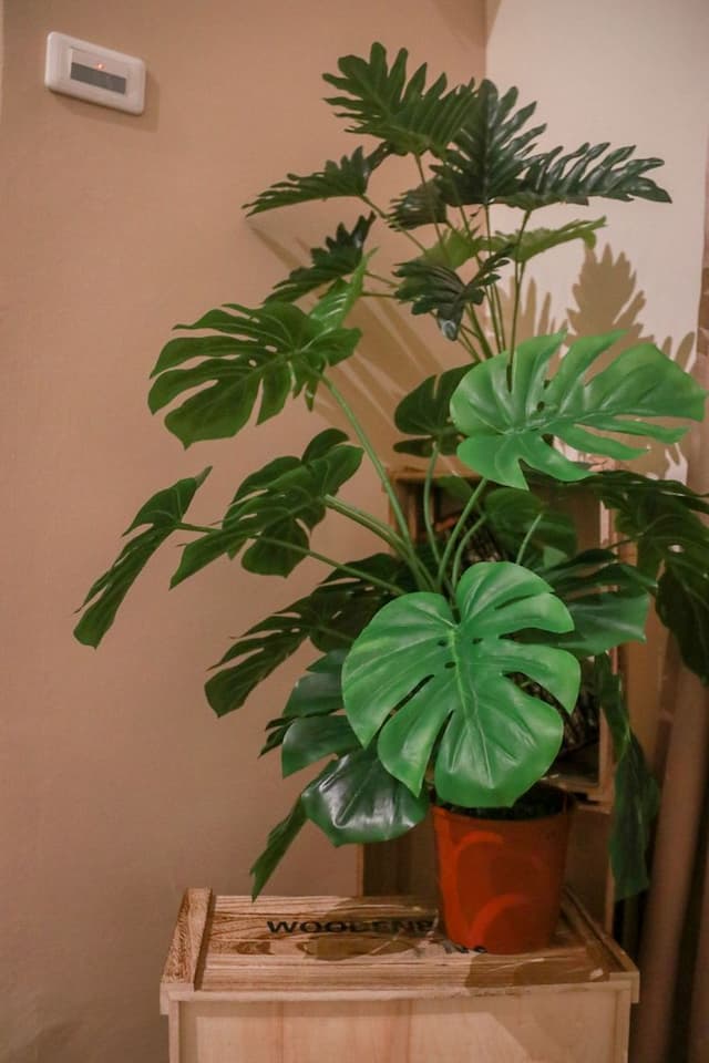 에디스 하우스 호스텔 (Eddie’s House Hostel)-202 Double Room-4