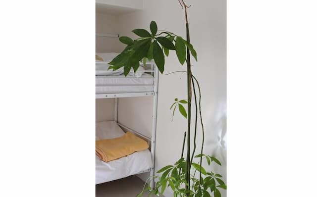 게스트하우스 M104 가고시마 (Guest House M104 Kagoshima)-Dormitory Room-Women Only-Double Bed-3