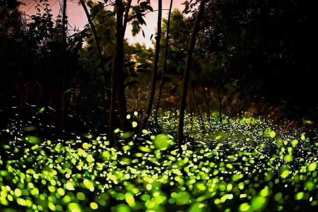 杉沐松農場 | 獨家85折起！一泊三食・四體驗・一手作、體驗泰雅文化-金盞花露營車-5