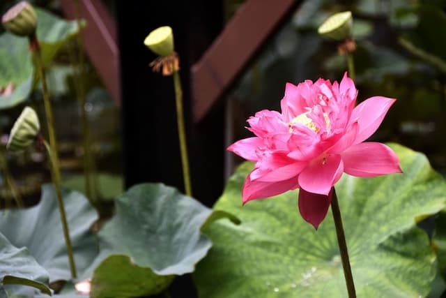 倚月觀荷民宿（可包棟）｜烤肉區、停車場-賞荷小屋-1-7