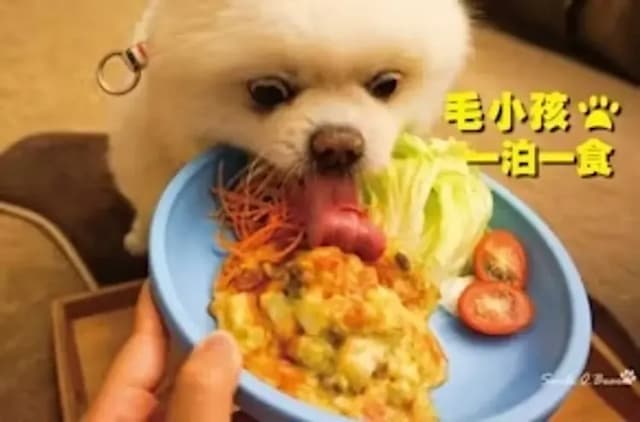 冠閣大飯店 l 消毒完善、兒童球池-『獨家專案』寵泊三人房-2