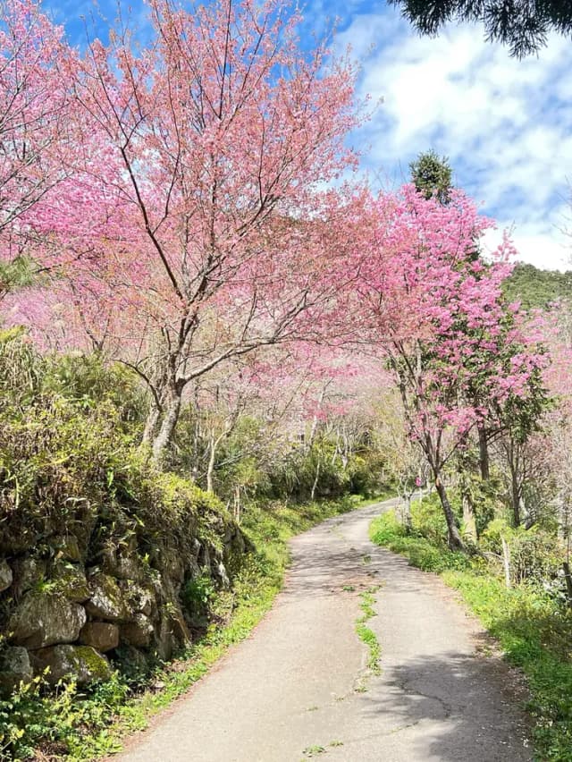 貝德拉蔓露營區 | 一泊三食豪華露營、寵物友善-【懶人露營】B 木屋｜2~5人-4