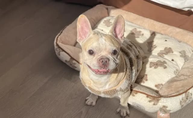 福容大飯店花蓮館 | 可選購海景房型-【寵物專案】市景家庭客房｜貓或狗2隻(限20公斤以下)-2