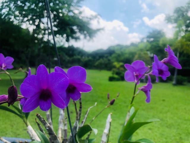 倚月觀荷民宿（可包棟）｜烤肉區、停車場-賞荷小屋-2-7