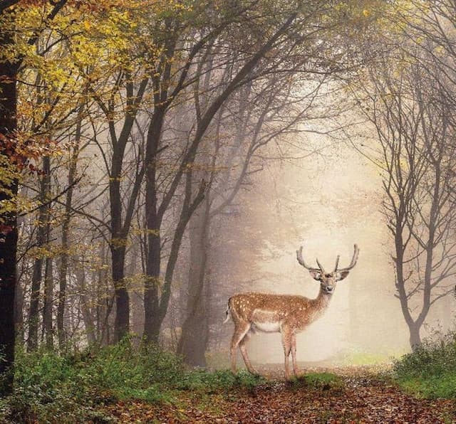 La Fleur BnB & Restaurant-Swiss Style Deluxe Family Room-4