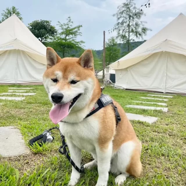 寵物友善不額外收費