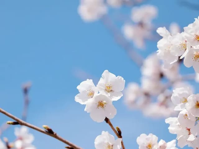 ・施設周辺にもお花見ができるスポットがございます