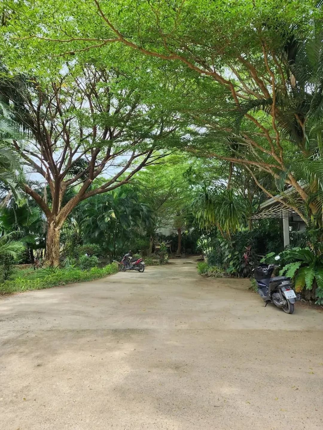 푸켓-푸 카말라