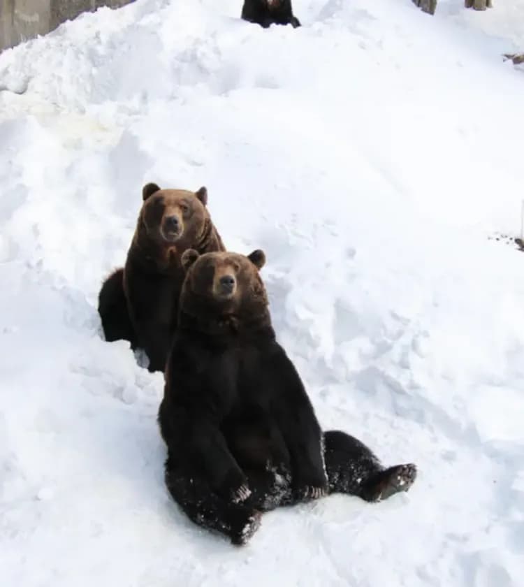 【札幌出發】北海道 登別・洞爺湖一日遊|中文導遊|1人成團【已售罄】-6