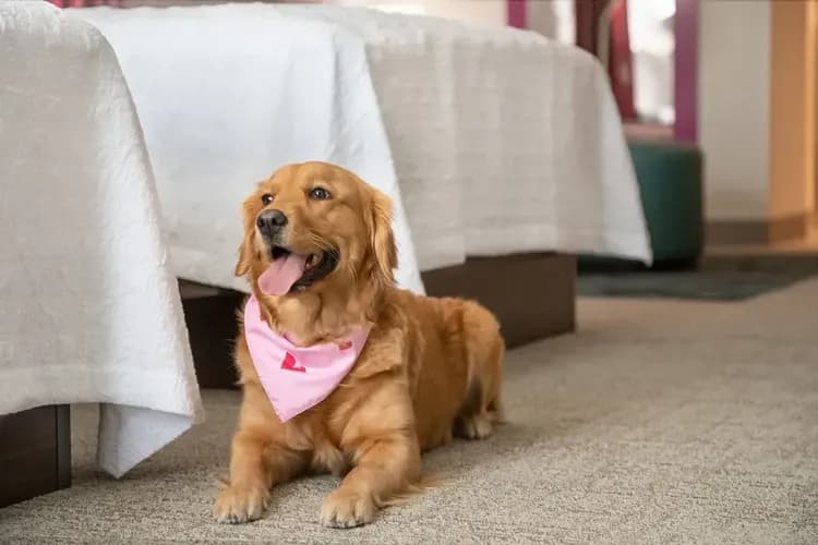 Pet-friendly