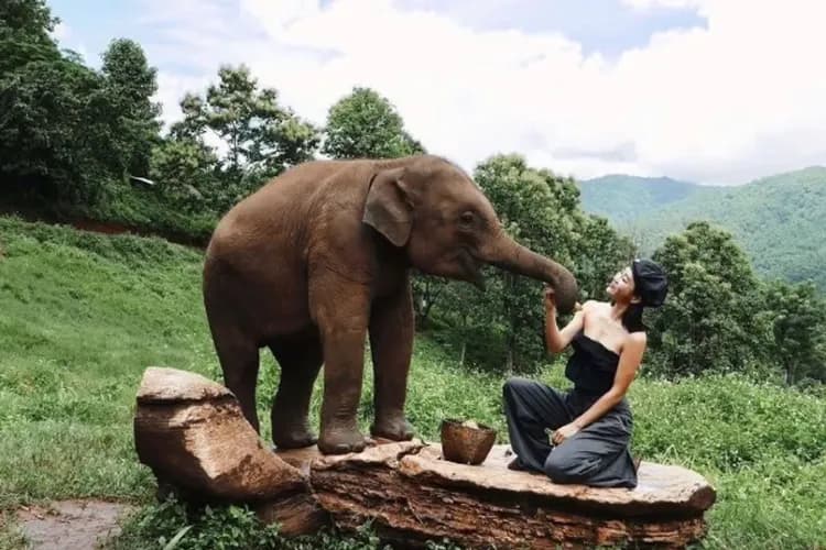 泰愛清邁~大象咖啡廳、最潮真心市集、南奔復古火車、清邁渡假村、茵他農國家公園六日-5