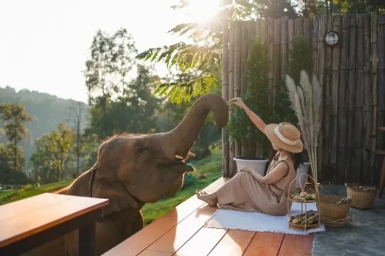 大象網美咖啡廳(含飲料一杯+餵食大象點心)